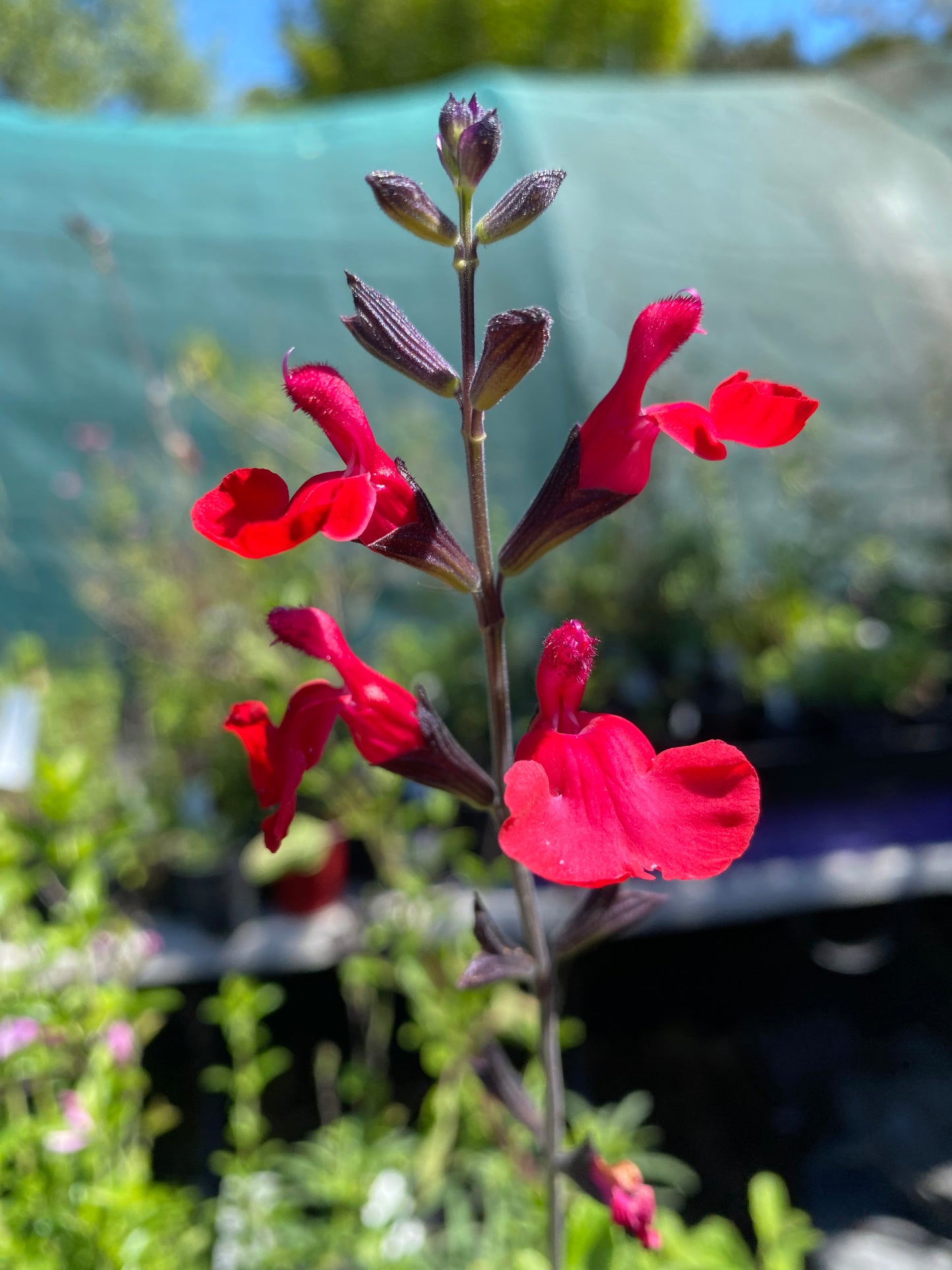 Salvia greggii 'Crimson & Black'