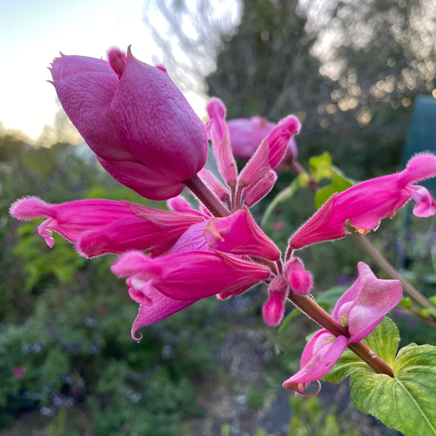 Salvia involucrata 'Bethelii'