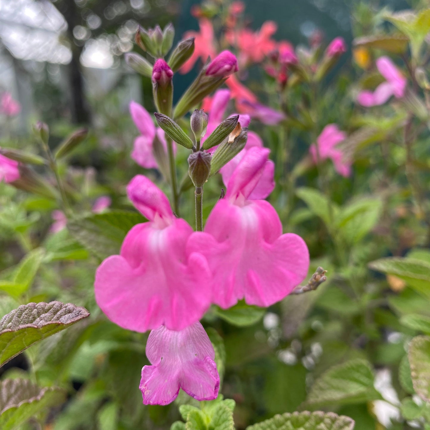Salvia microphylla ‘Musk Pink’