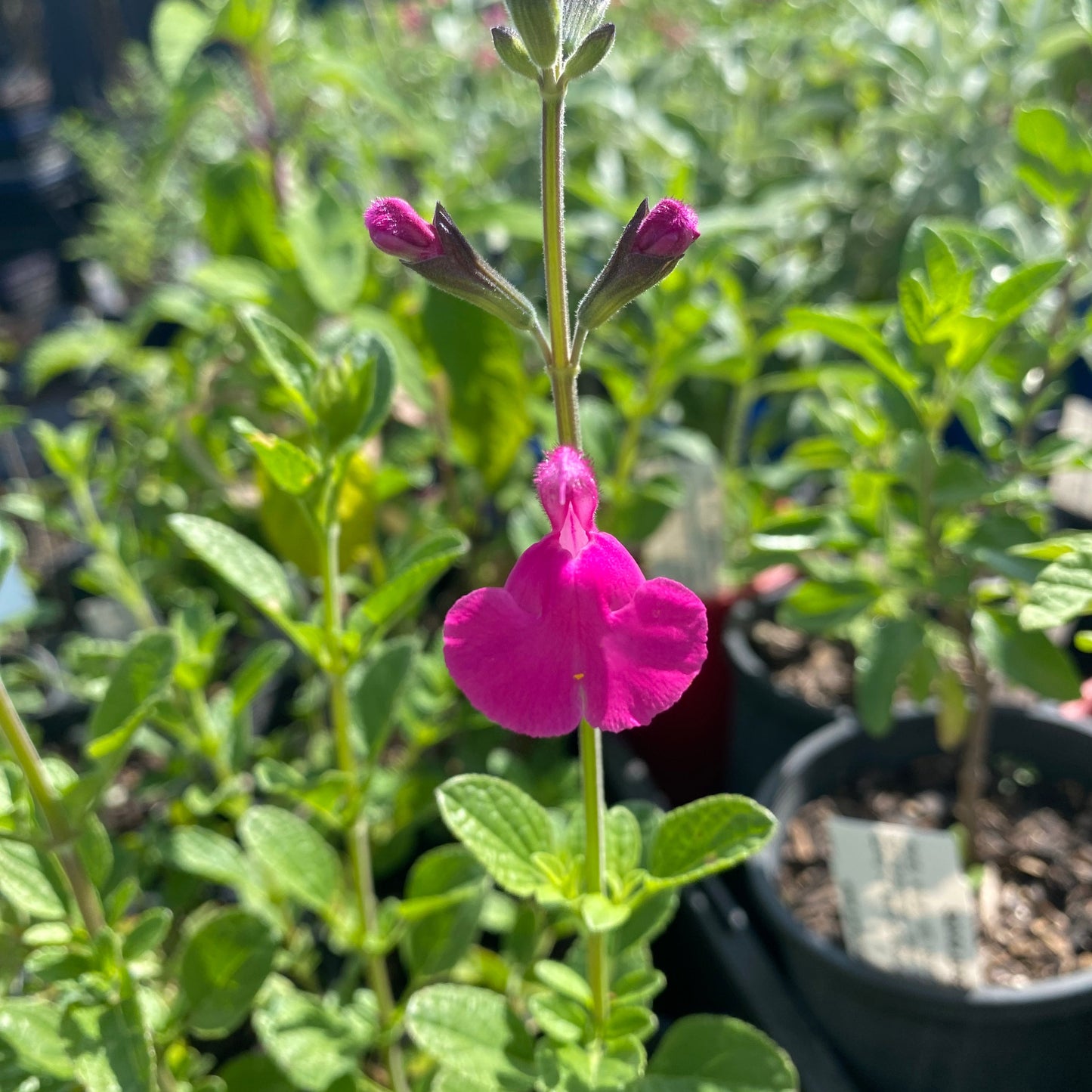 Salvia microphylla ‘Pink Blush’