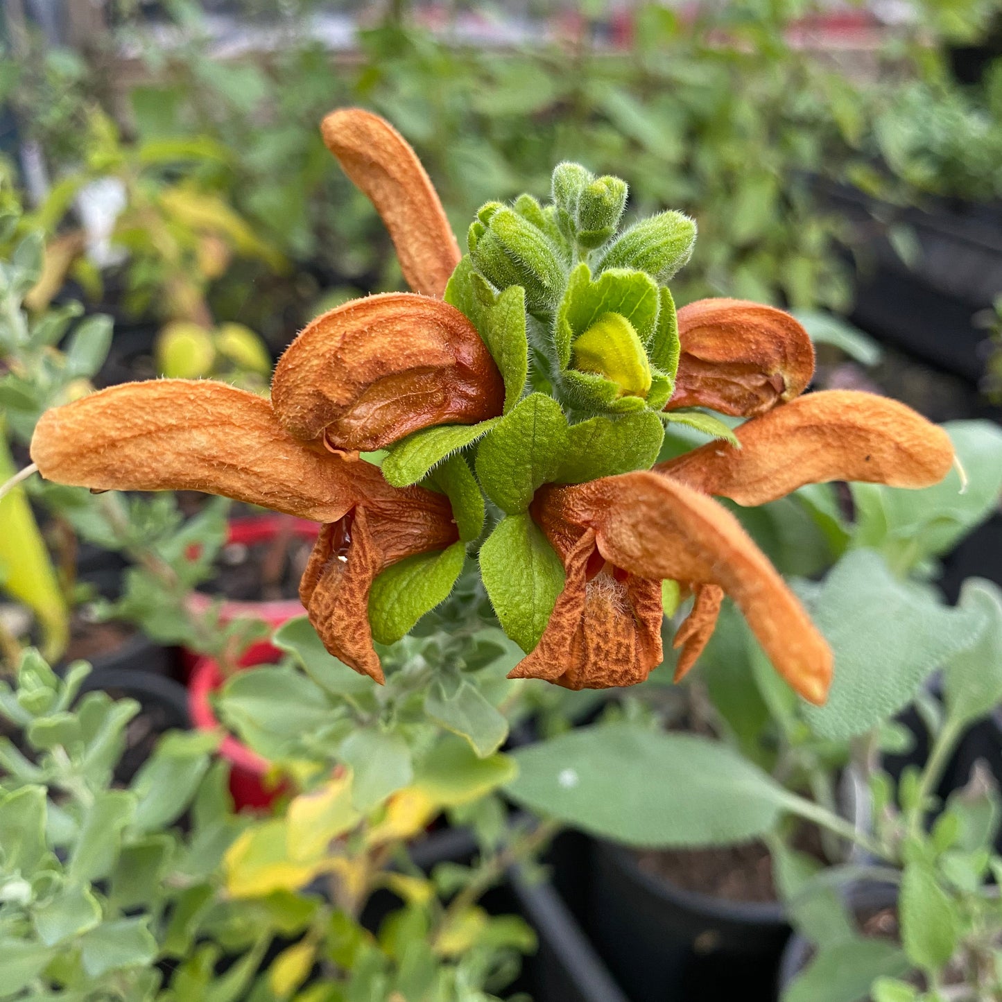 Salvia aurea 'Green Ginger'