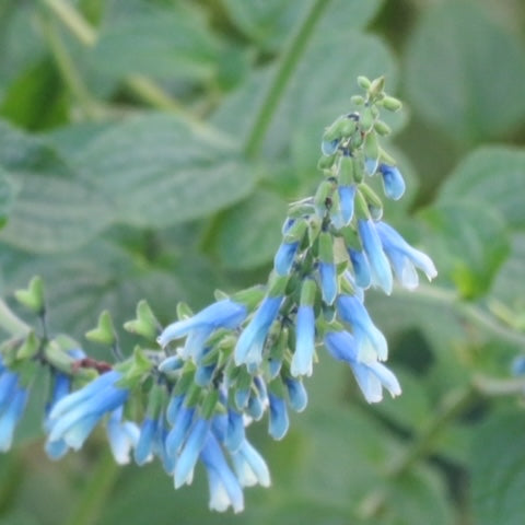 Salvia bullulata (Pale form)