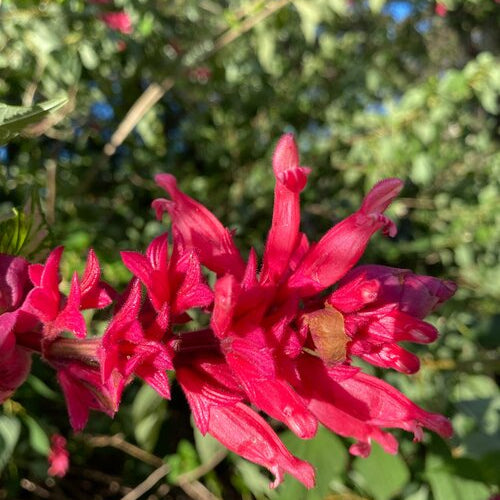 Salvia wagneriana dark form