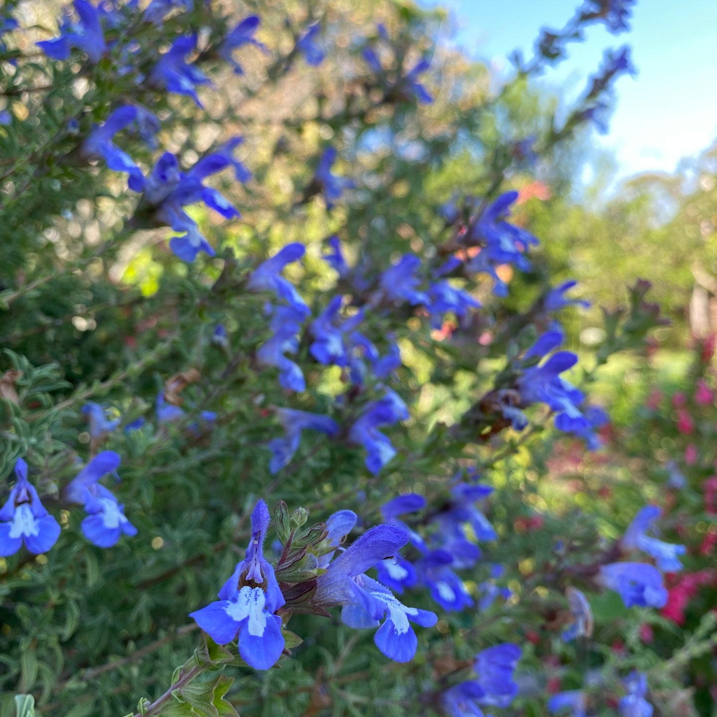 Salvia muirii