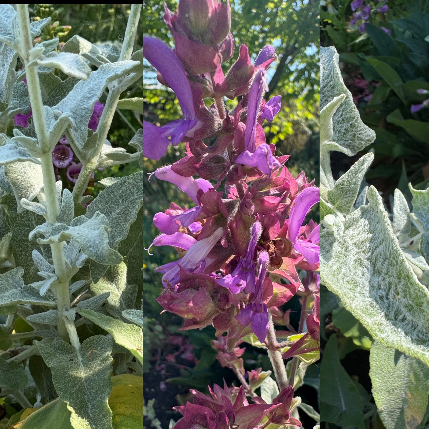 Salvia canariensis ssp. candidissima
