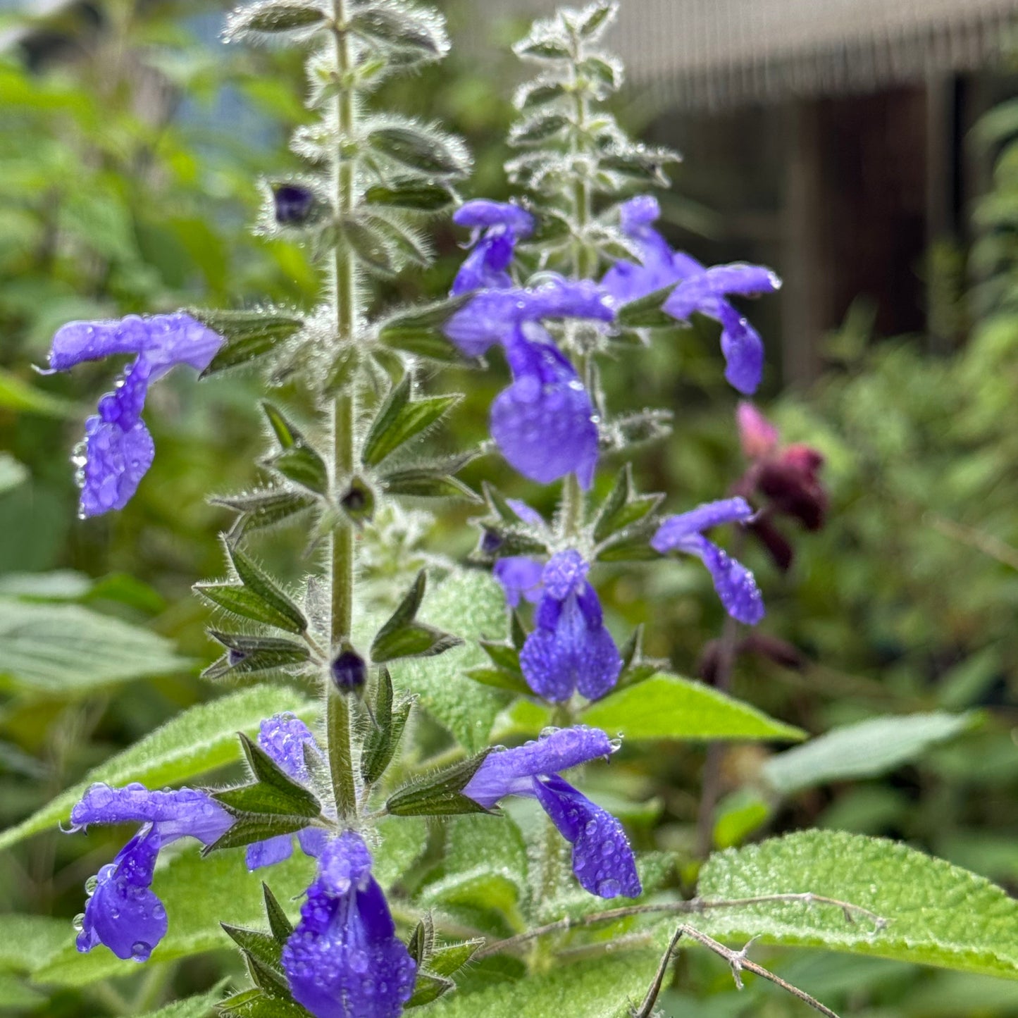 Salvia urica 'Gil Barlow'