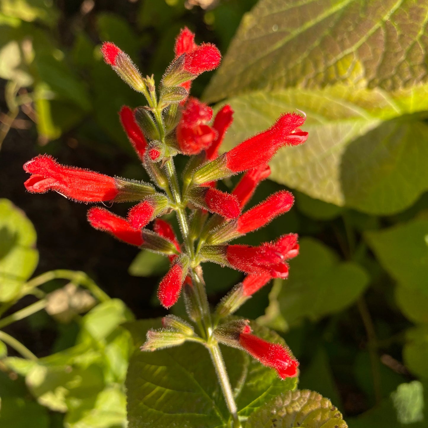 Salvia adenophora