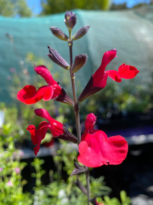 Salvia greggii 'Crimson & Black'