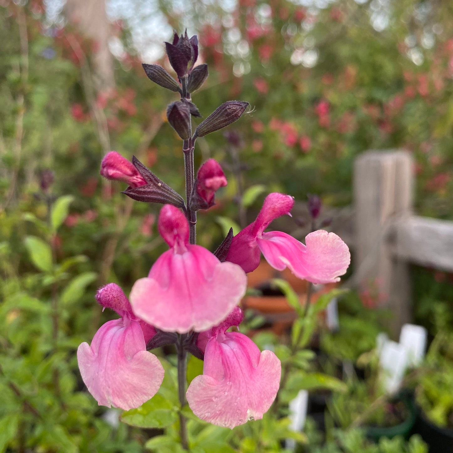 Salvia Ballerina