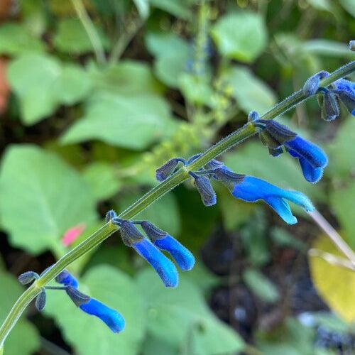 Salvia Bullulata ‘dark form’