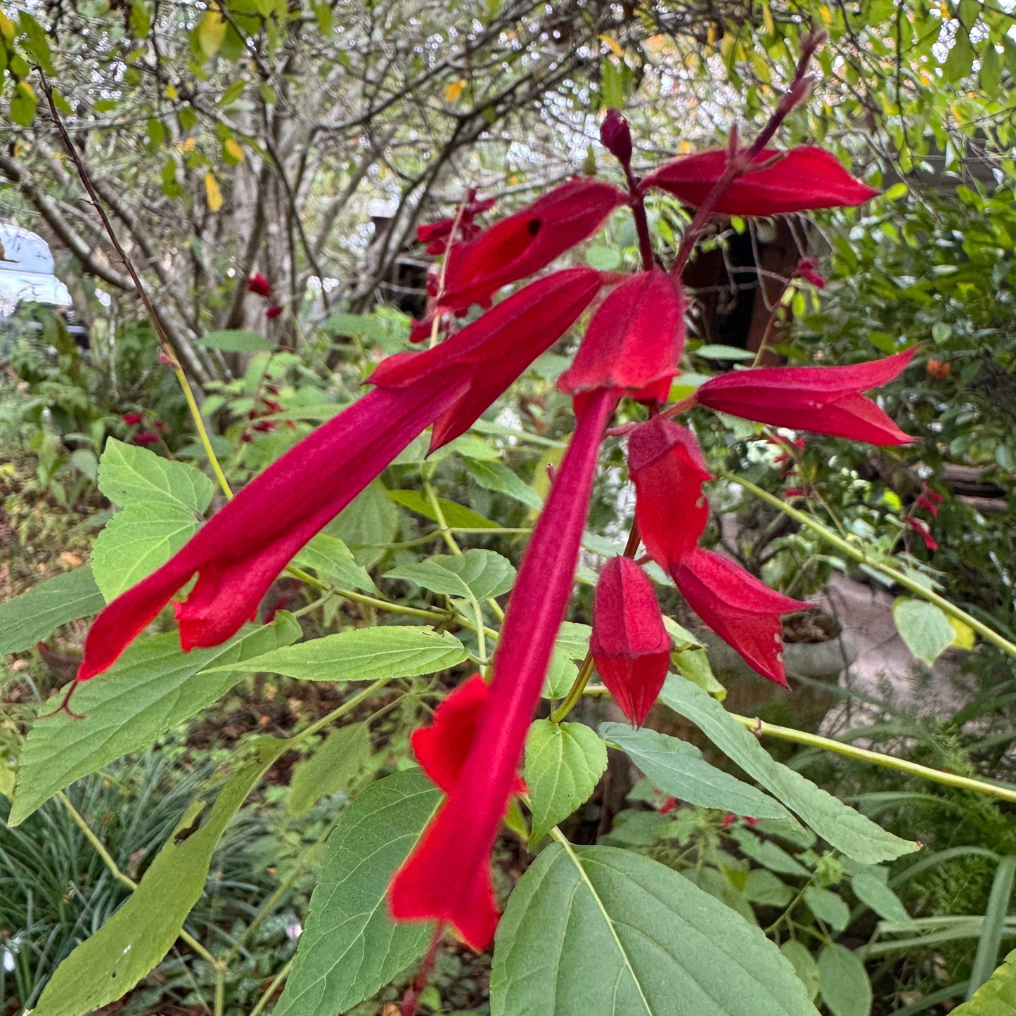 Salvia splendens ‘Van-Houttei'