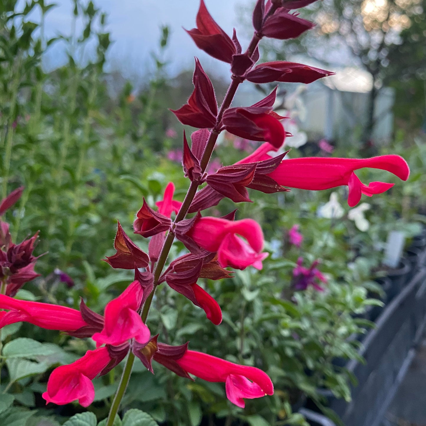 Salvia Roman Red