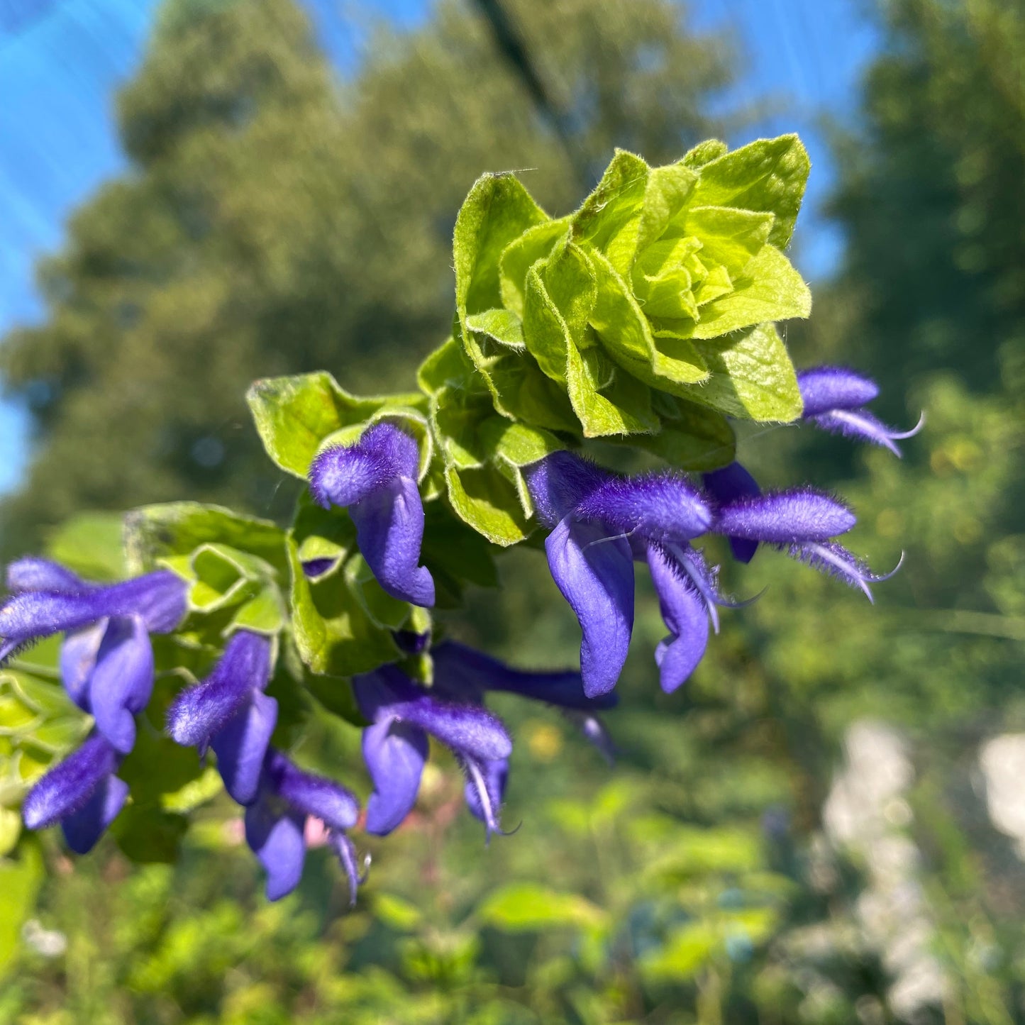 Salvia atrocyanea: