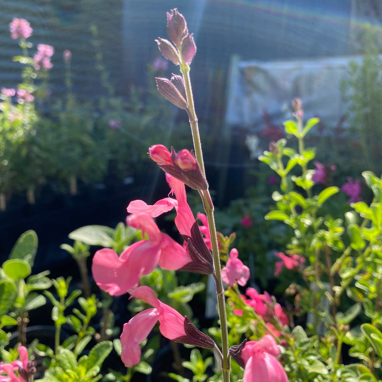 Salvia x jamensis 'La Siesta'