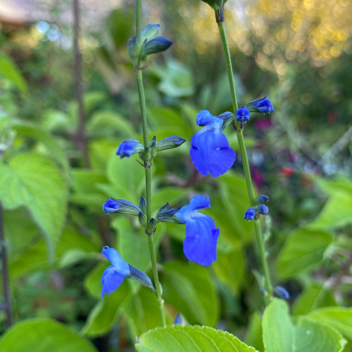 Salvia reptans 'West Texas form'