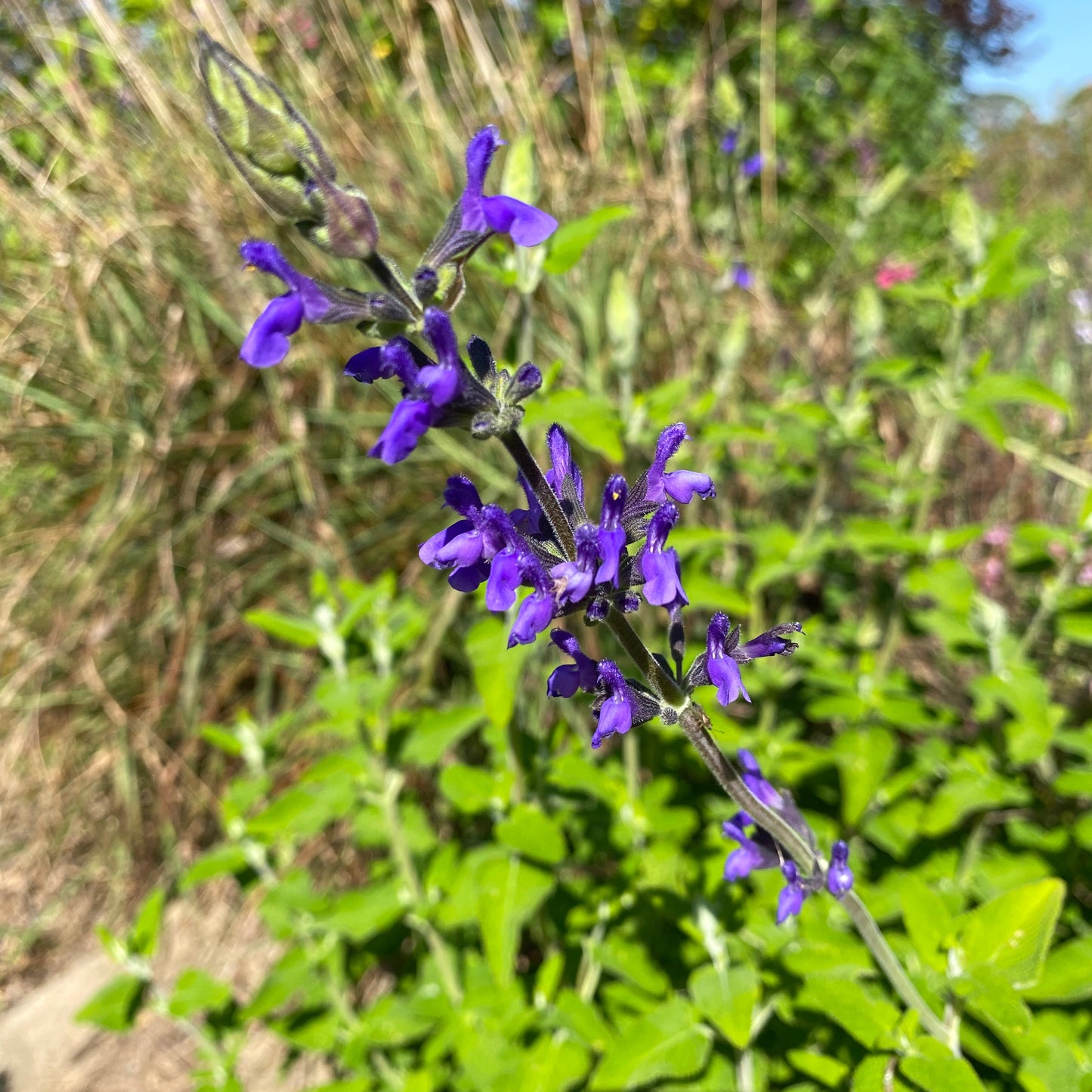 salvia Harmony