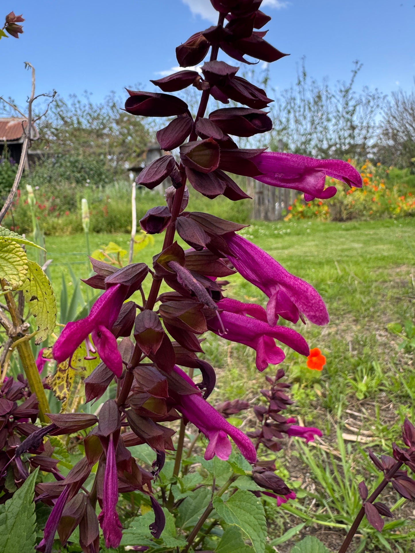 Salvia 'Strawberry Lake'