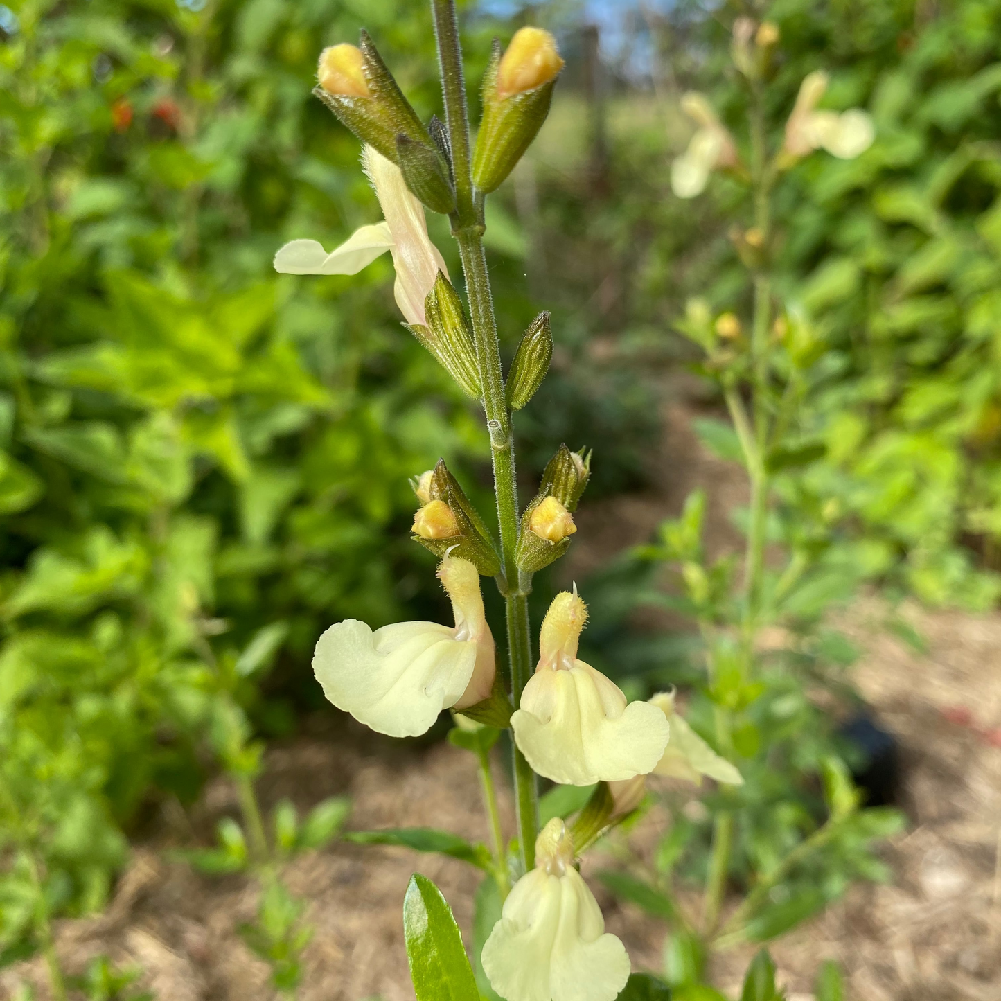 Salvia microphylla 'Iced Lemon'