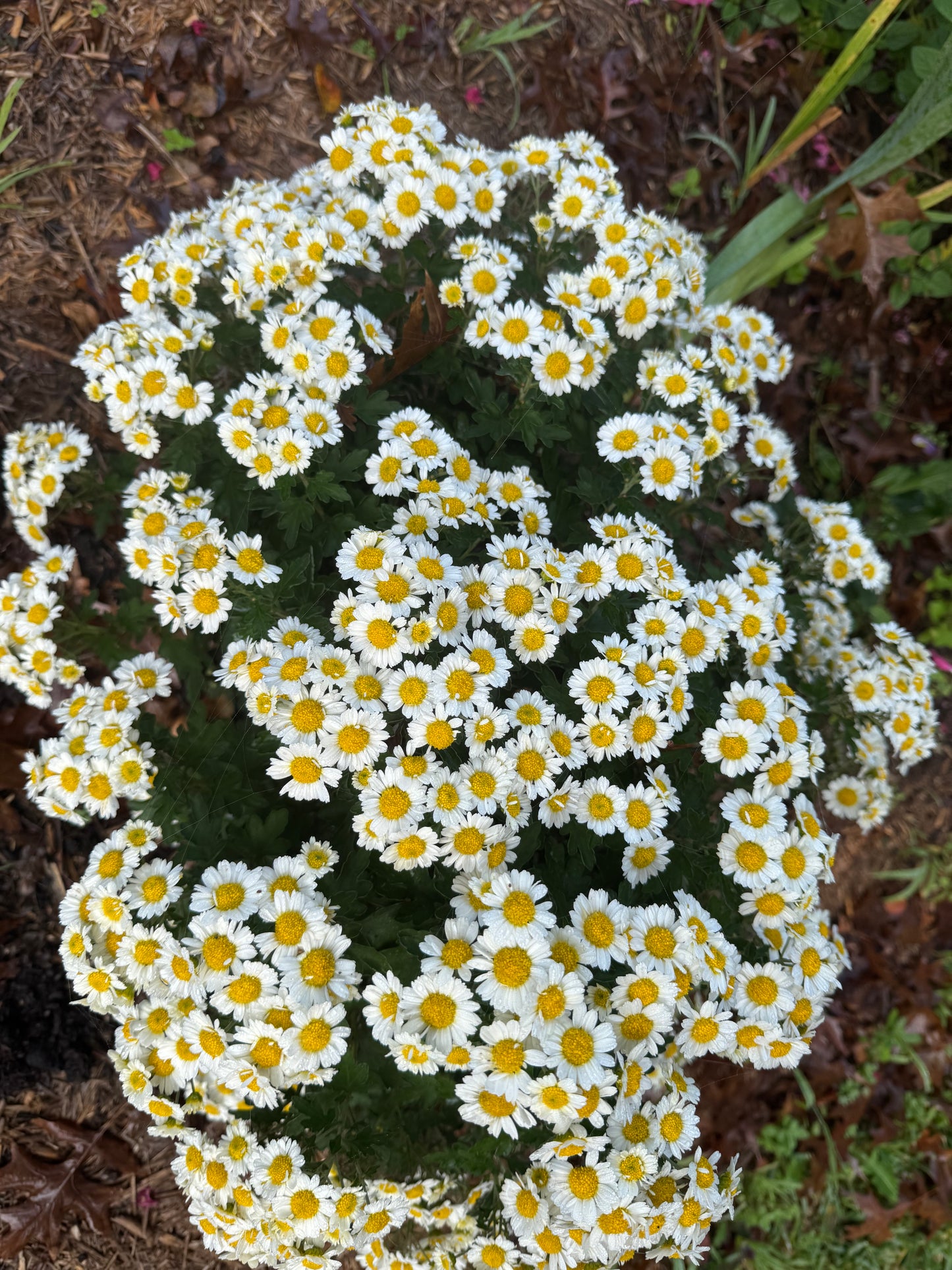 Chrysanthemum ‘Snow Dome’