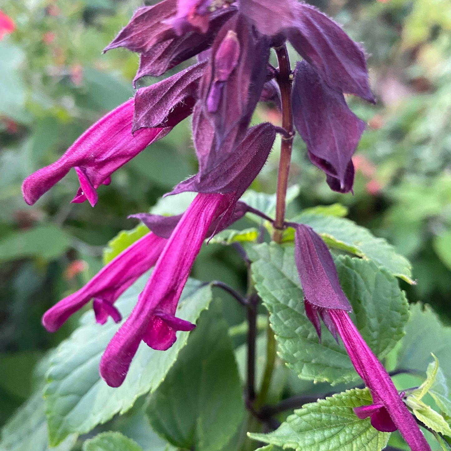 Salvia Desley