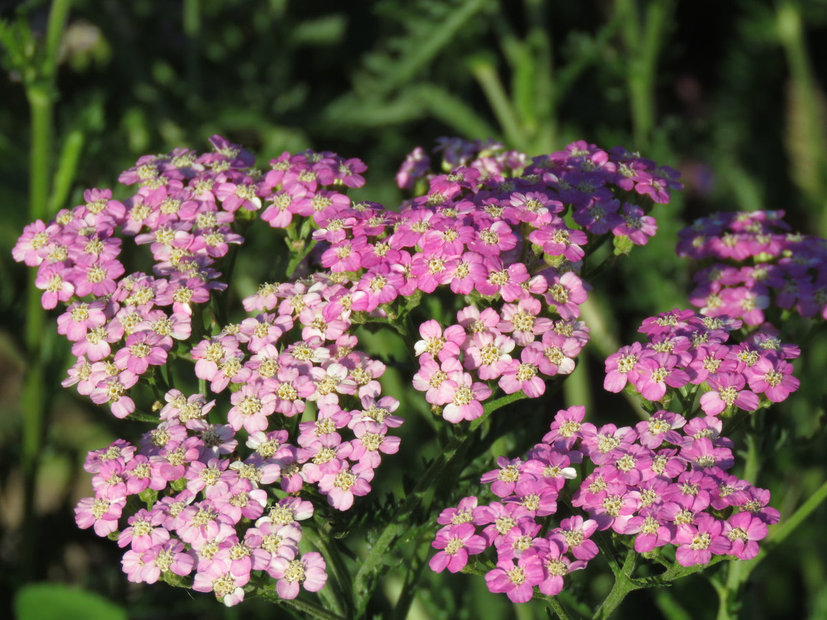 Achillea pink