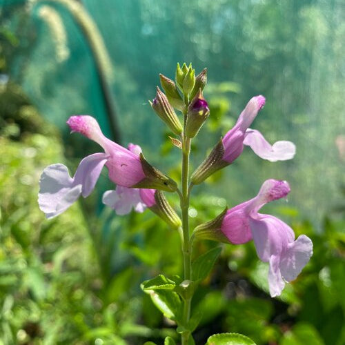 Salvia greggii 'Playa Rosa'