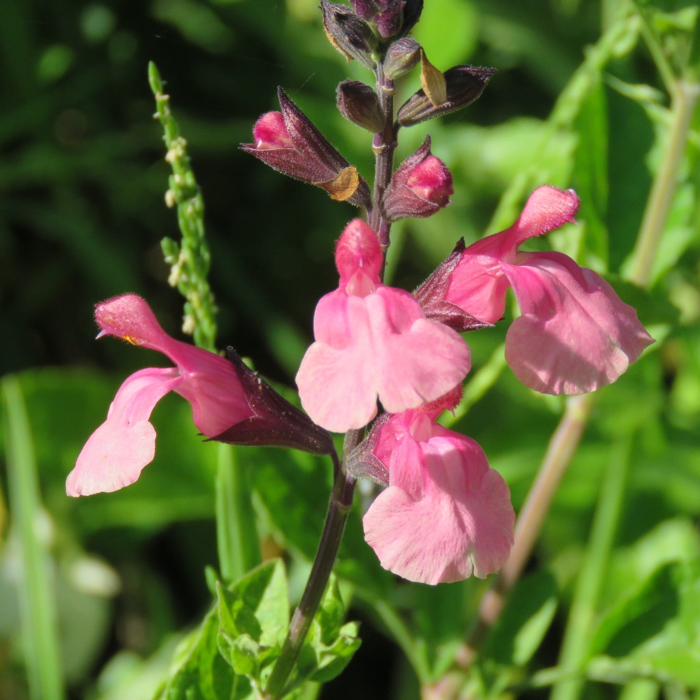 Salvia greggii 'Martine'