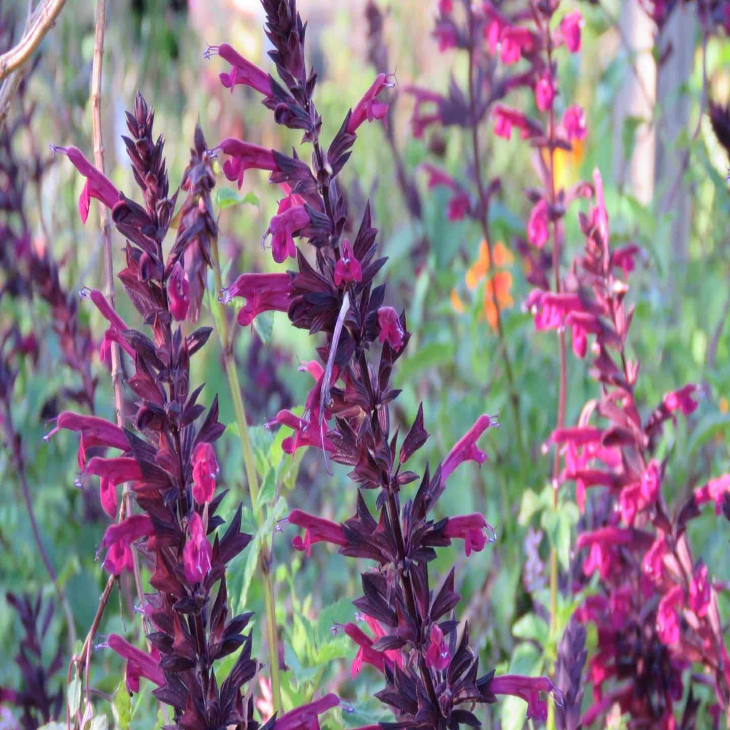 Salvia 'Petardo'