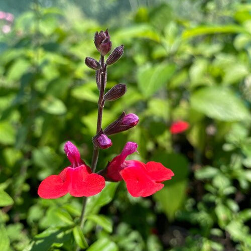 Salvia greggii 'Adrianas Jewel'