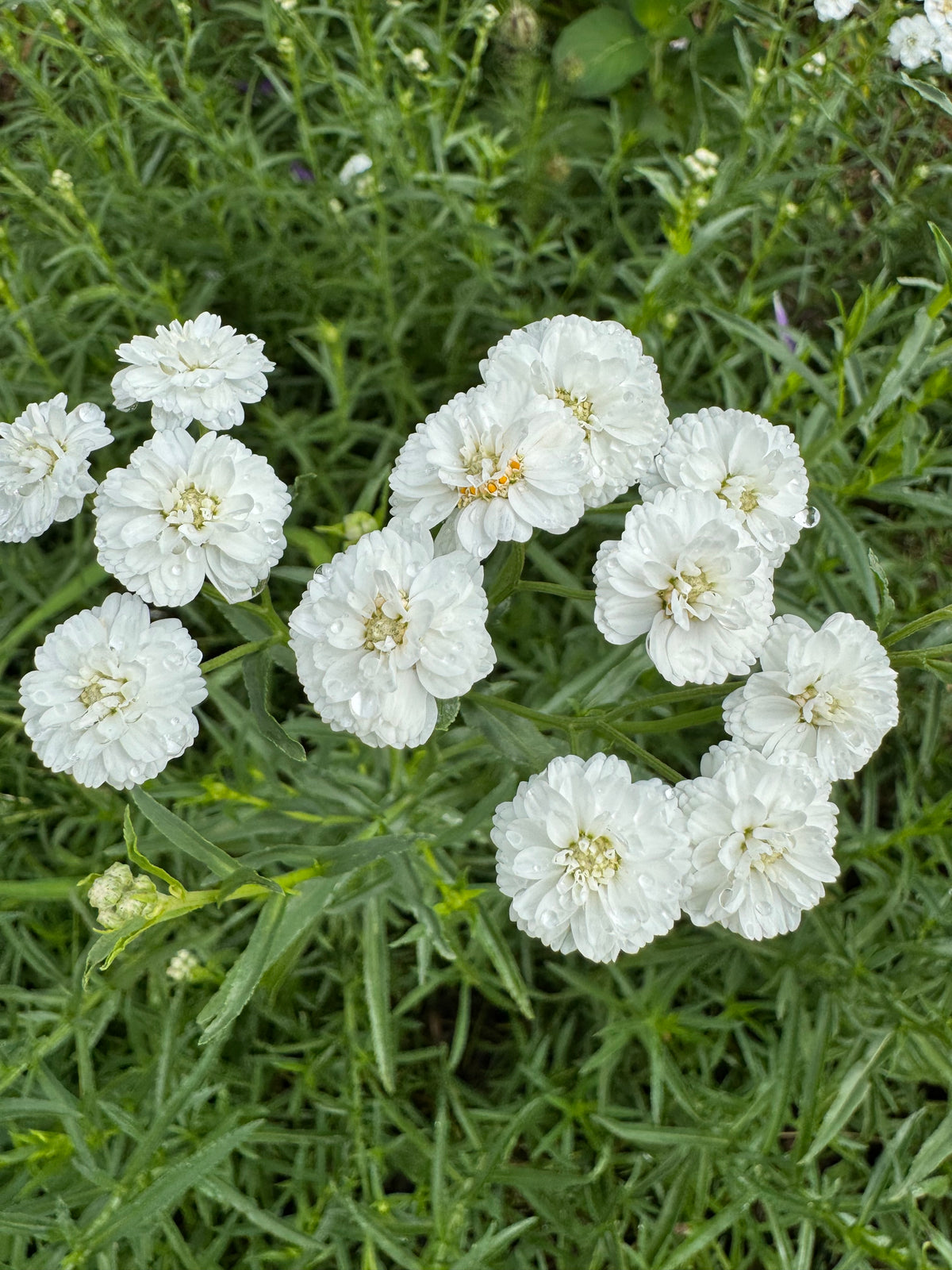 Achillea ptarmica white