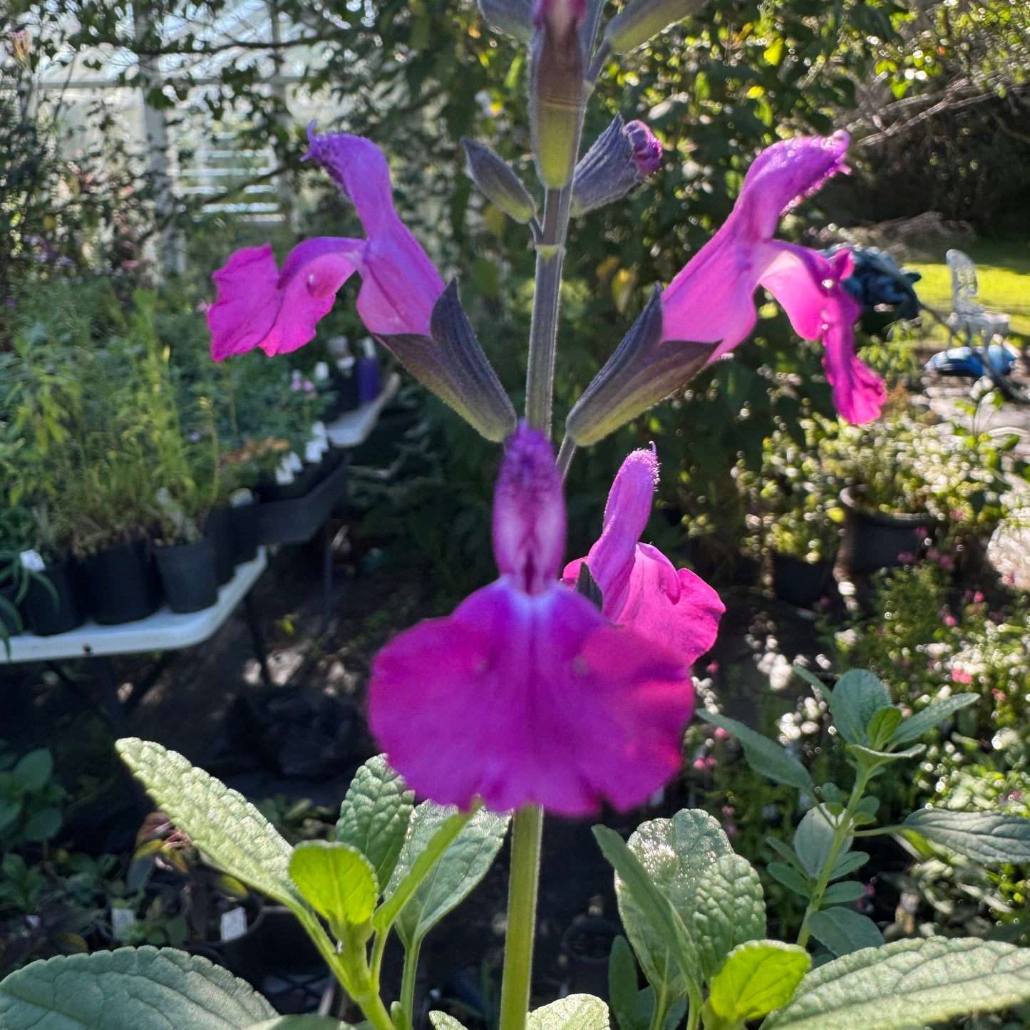 Salvia Winning Streak