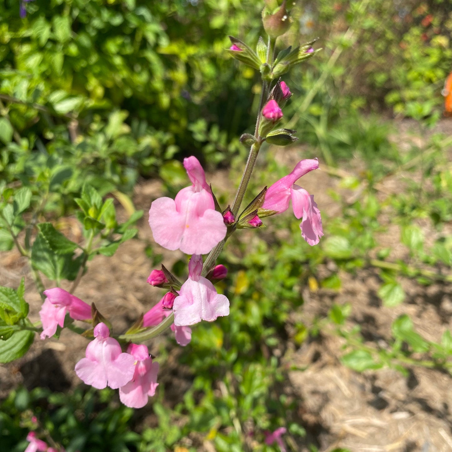 Salvia microphylla 'Orchid Showers'