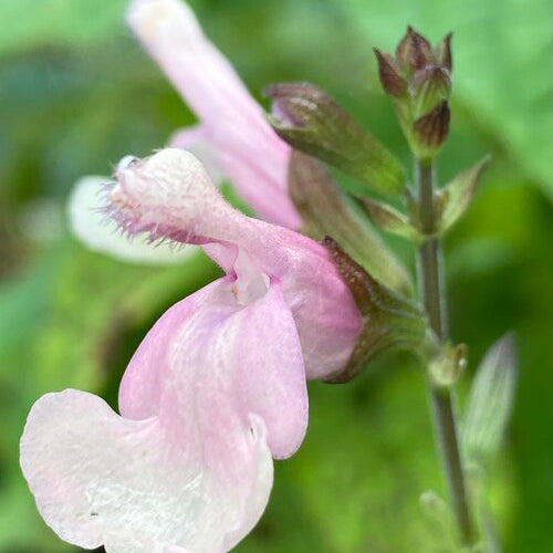 Salvia 'Lara'