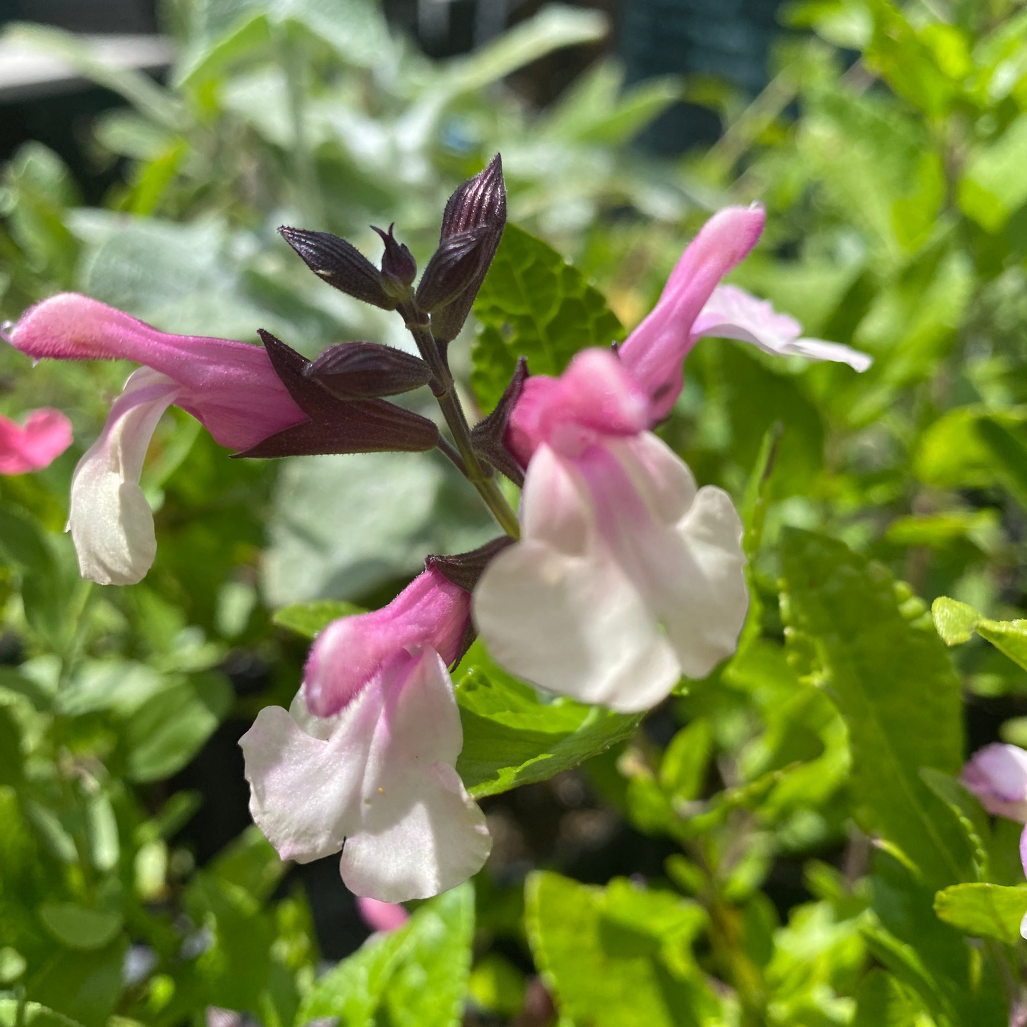 Salvia microphylla 'Sweet Laura'