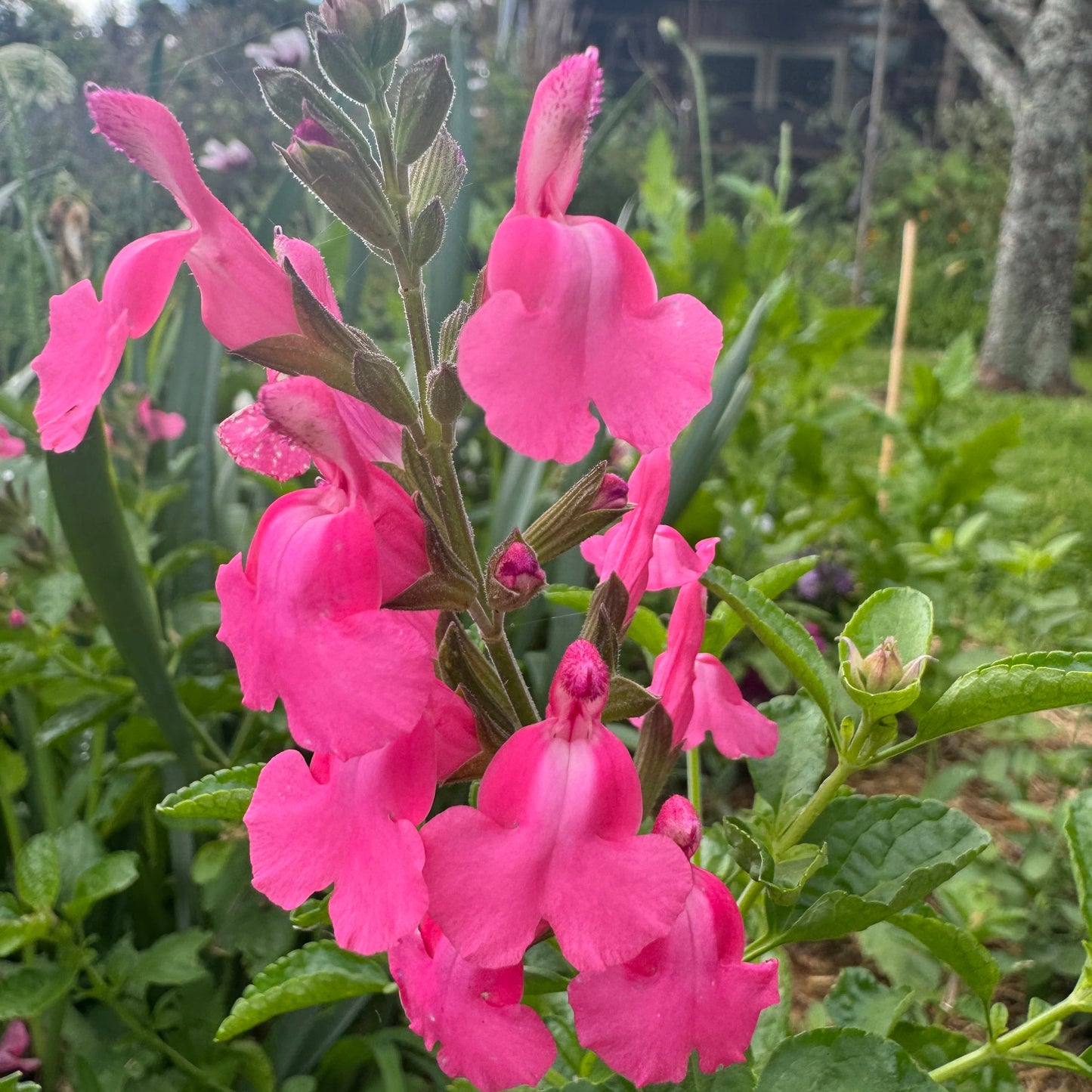 Salvia ‘Happy Pink’