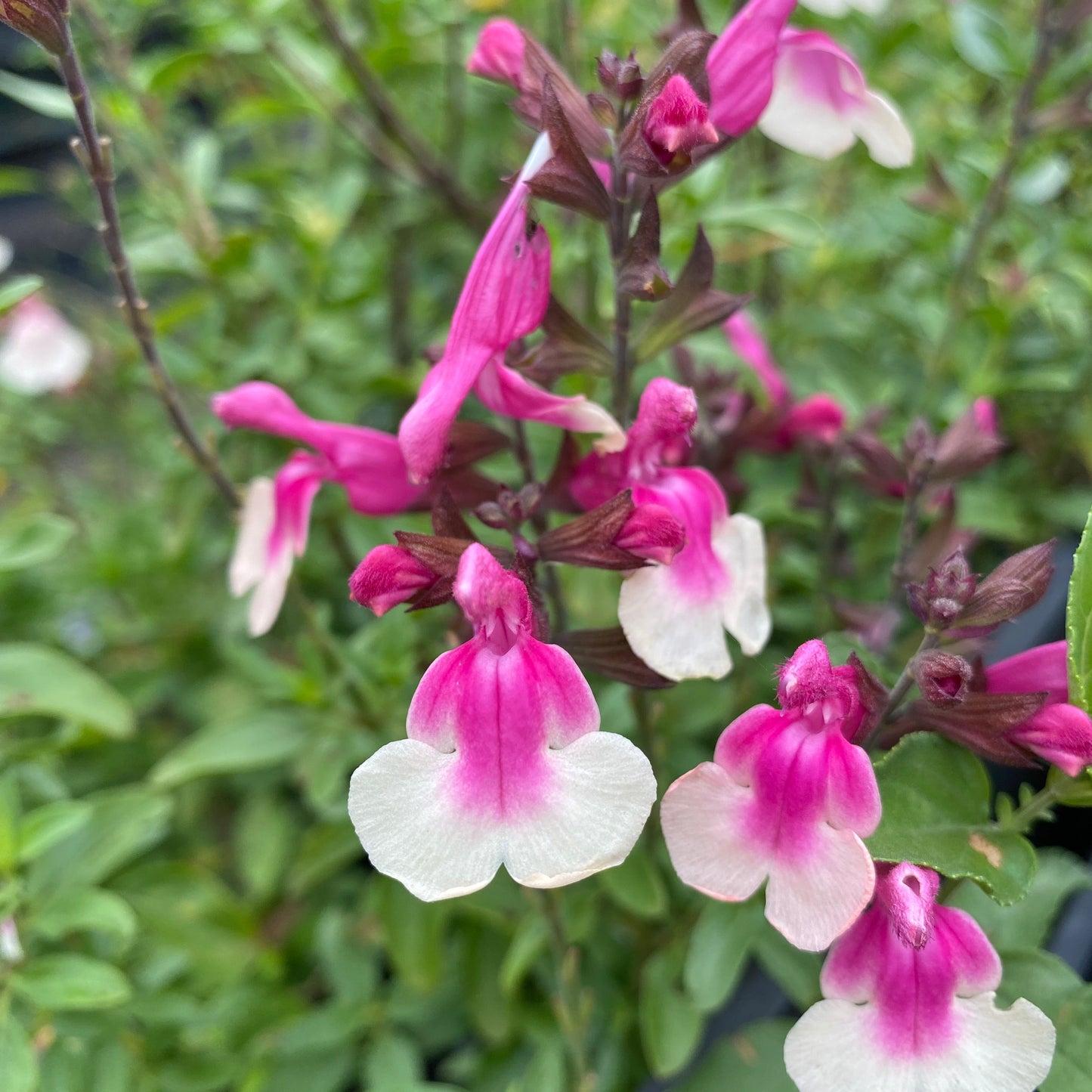 Salvia 'Mirage Rose Bicolor'
