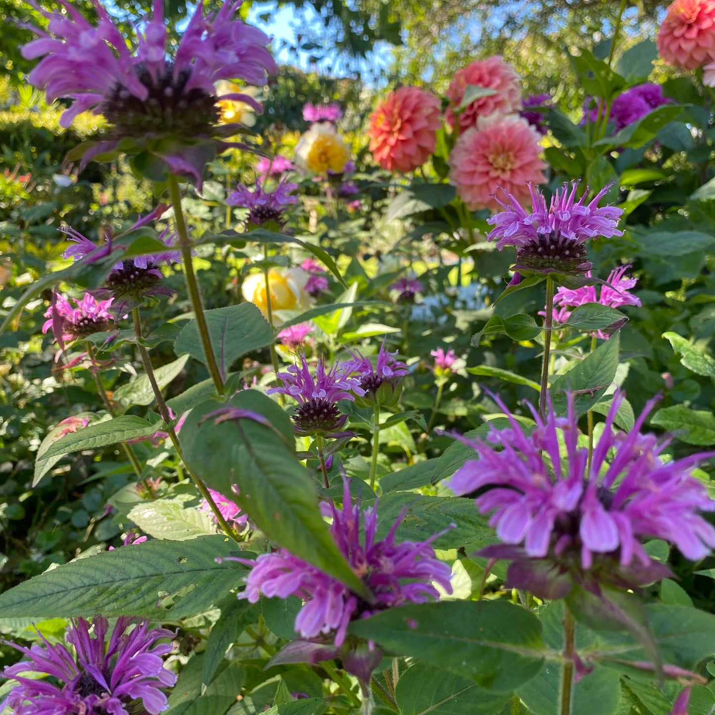 Monardo ‘Mowhawk’