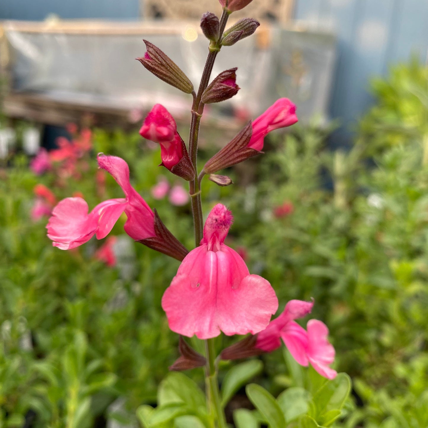 Salvia Sierra Pink