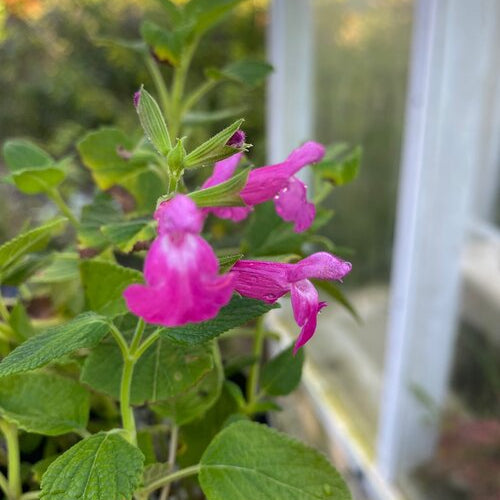 Salvia Rosalie