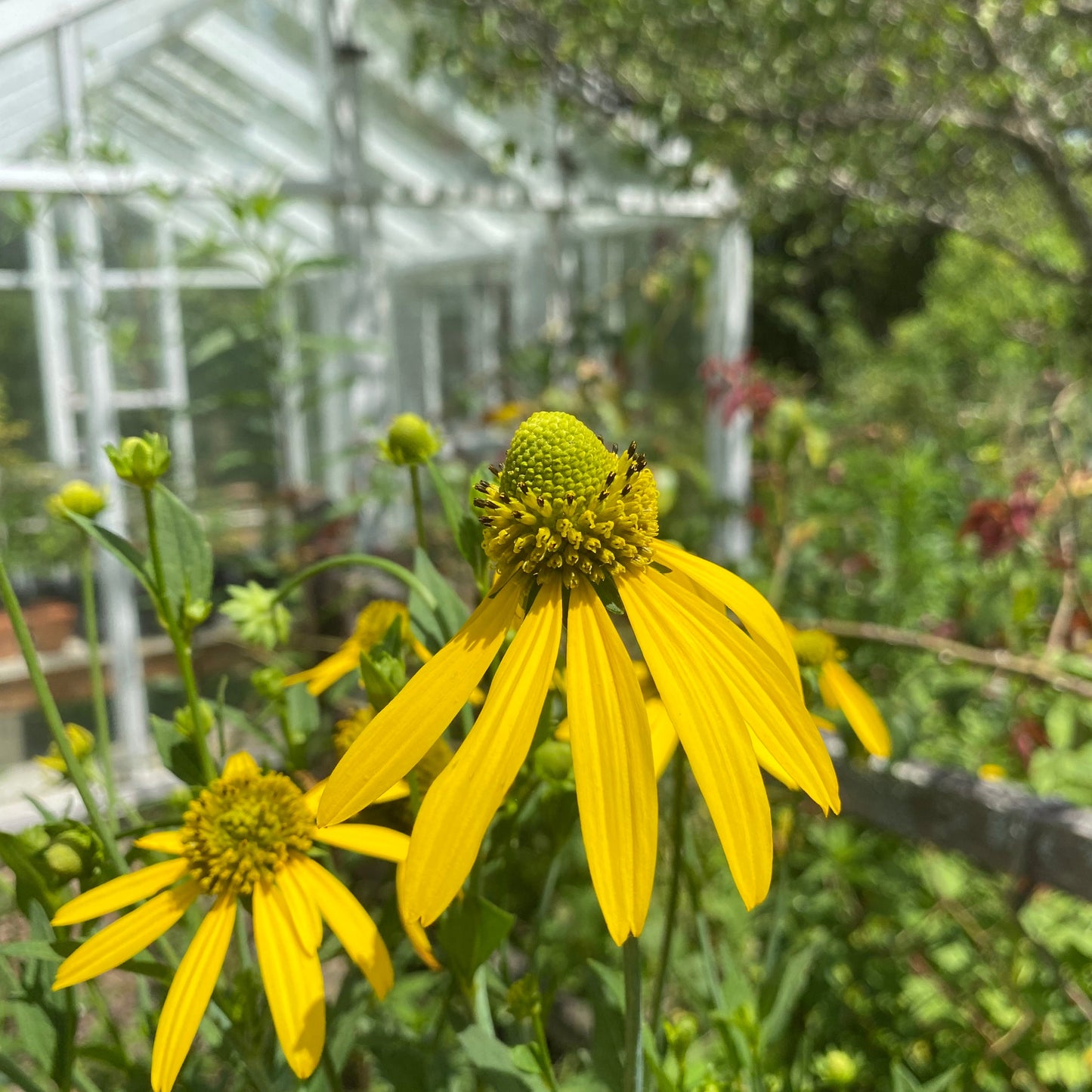 Rudbeckia lanceolata