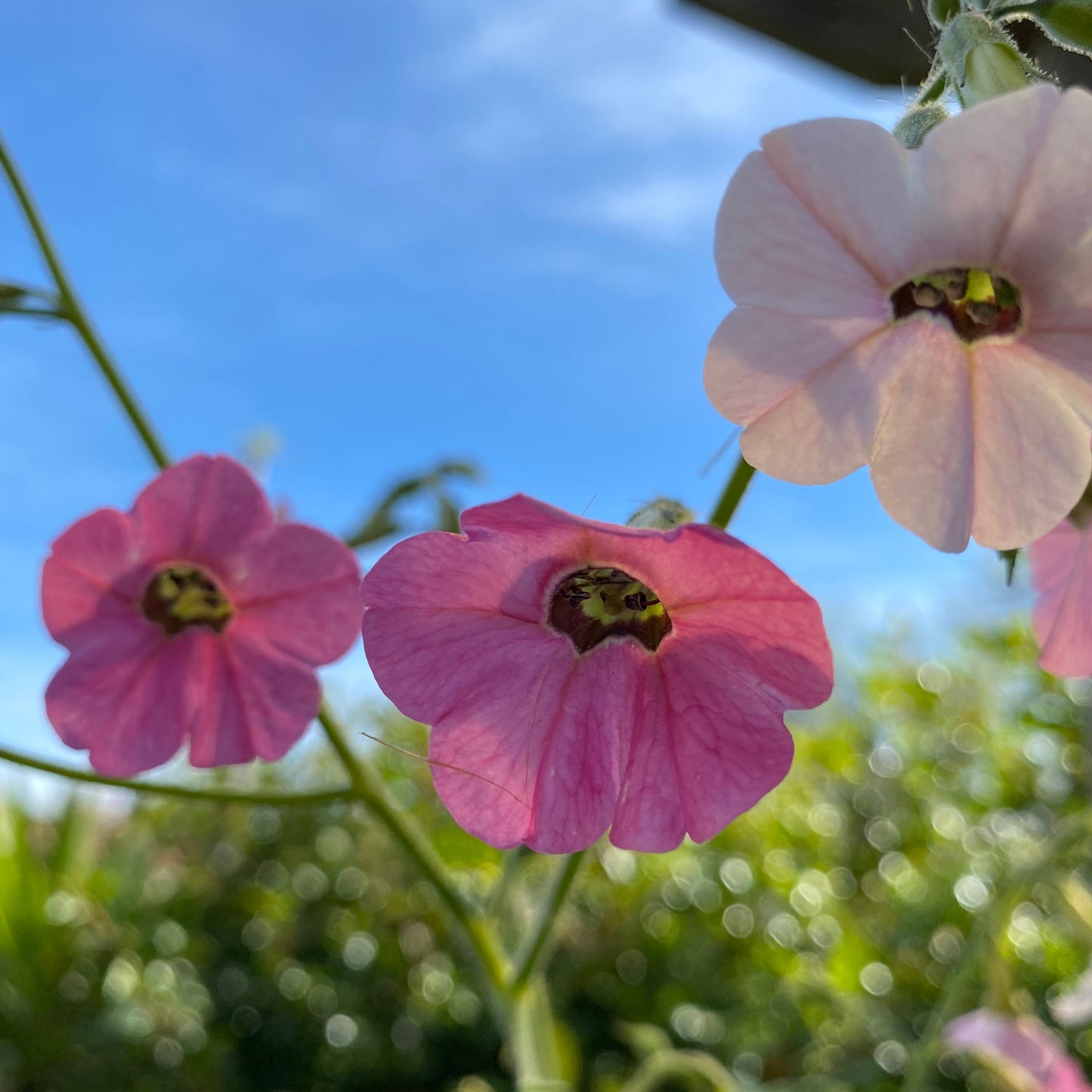 Nicotiana mutabilis.