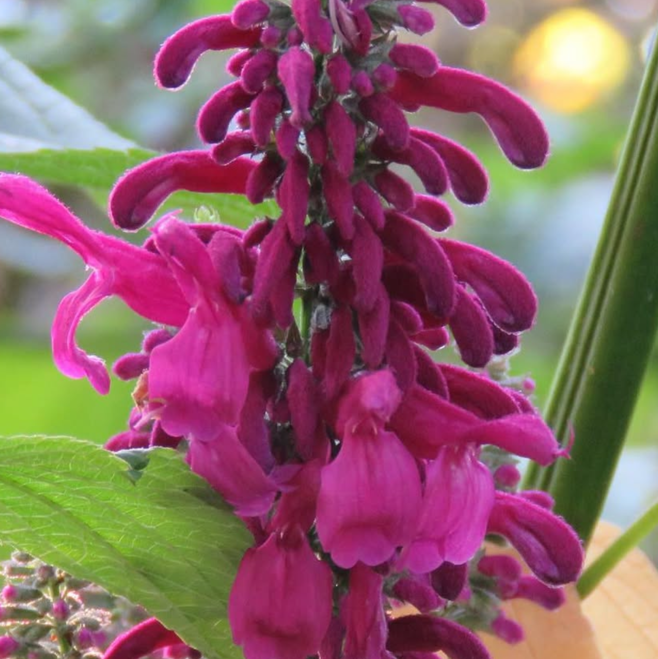 Salvia iodantha
