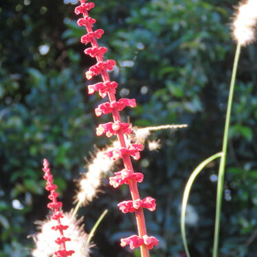 Salvia confertiflora.