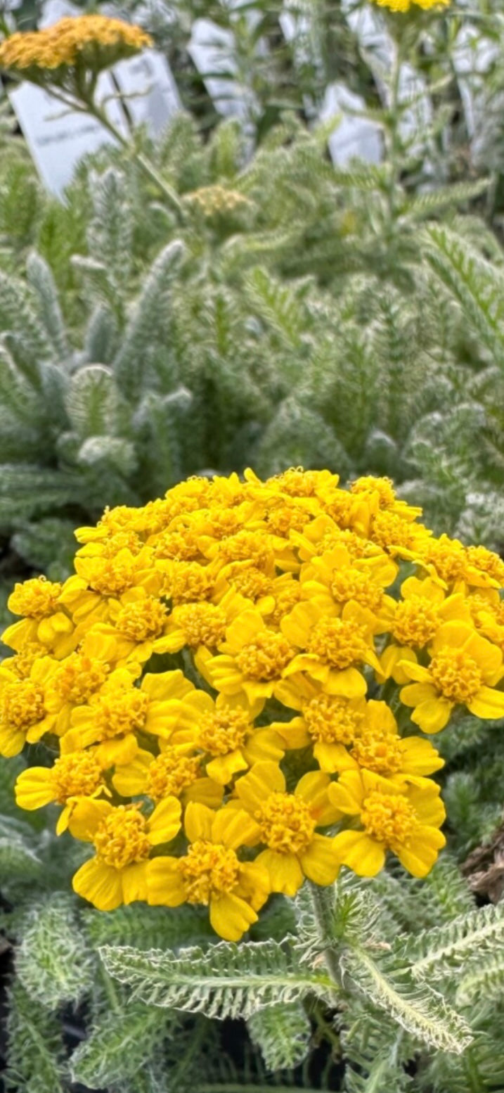 Achillea tomentosa