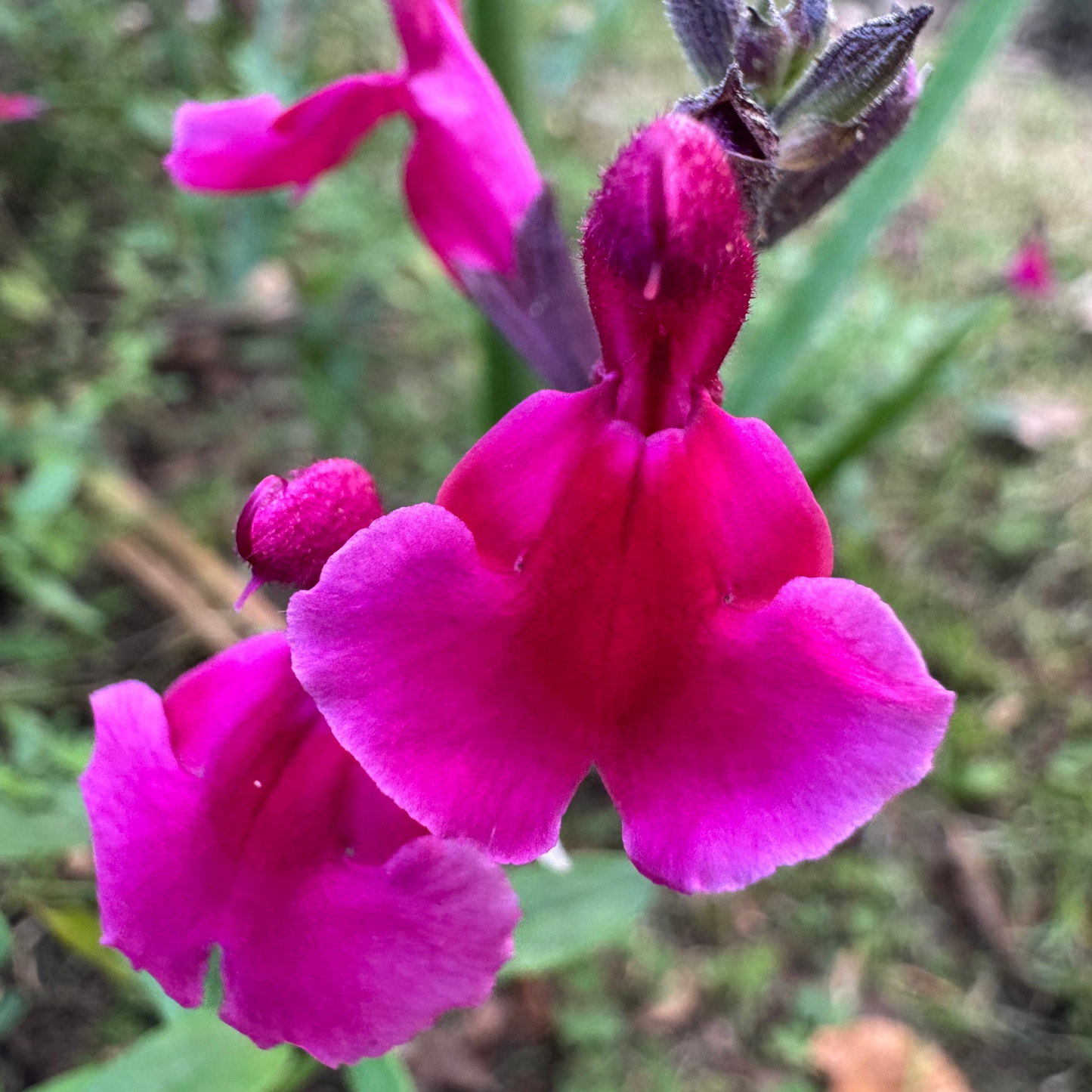 Salvia greggii 'Lucy'