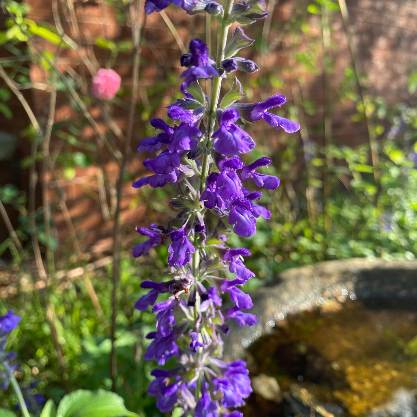 Salvia Indigo SPires