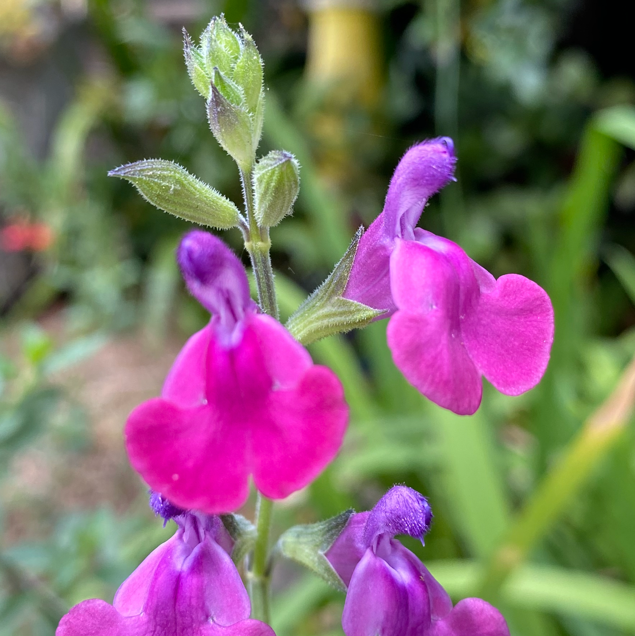 Salvia greggii x microphylla mexican bandit