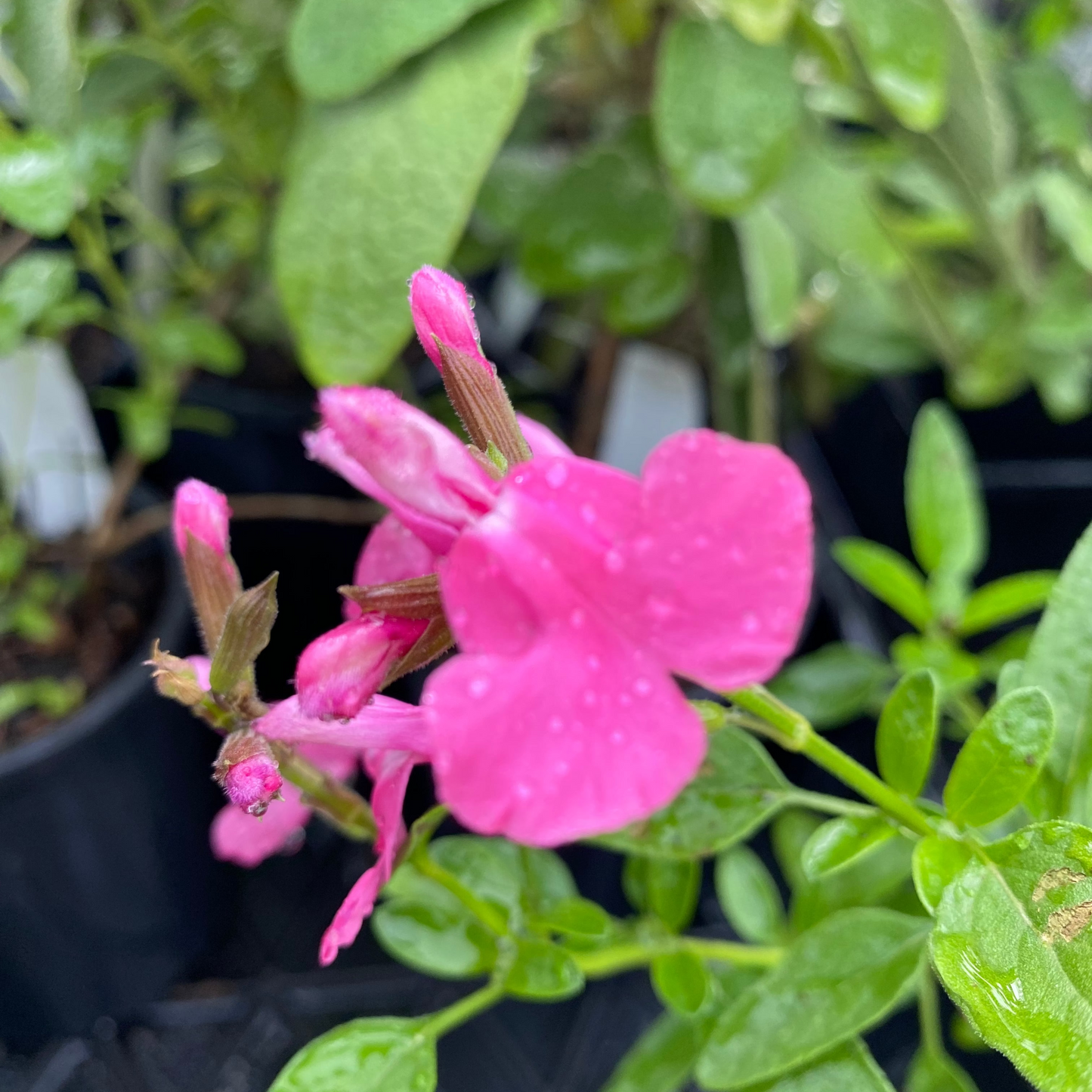Salvia microphylla 'Flare'