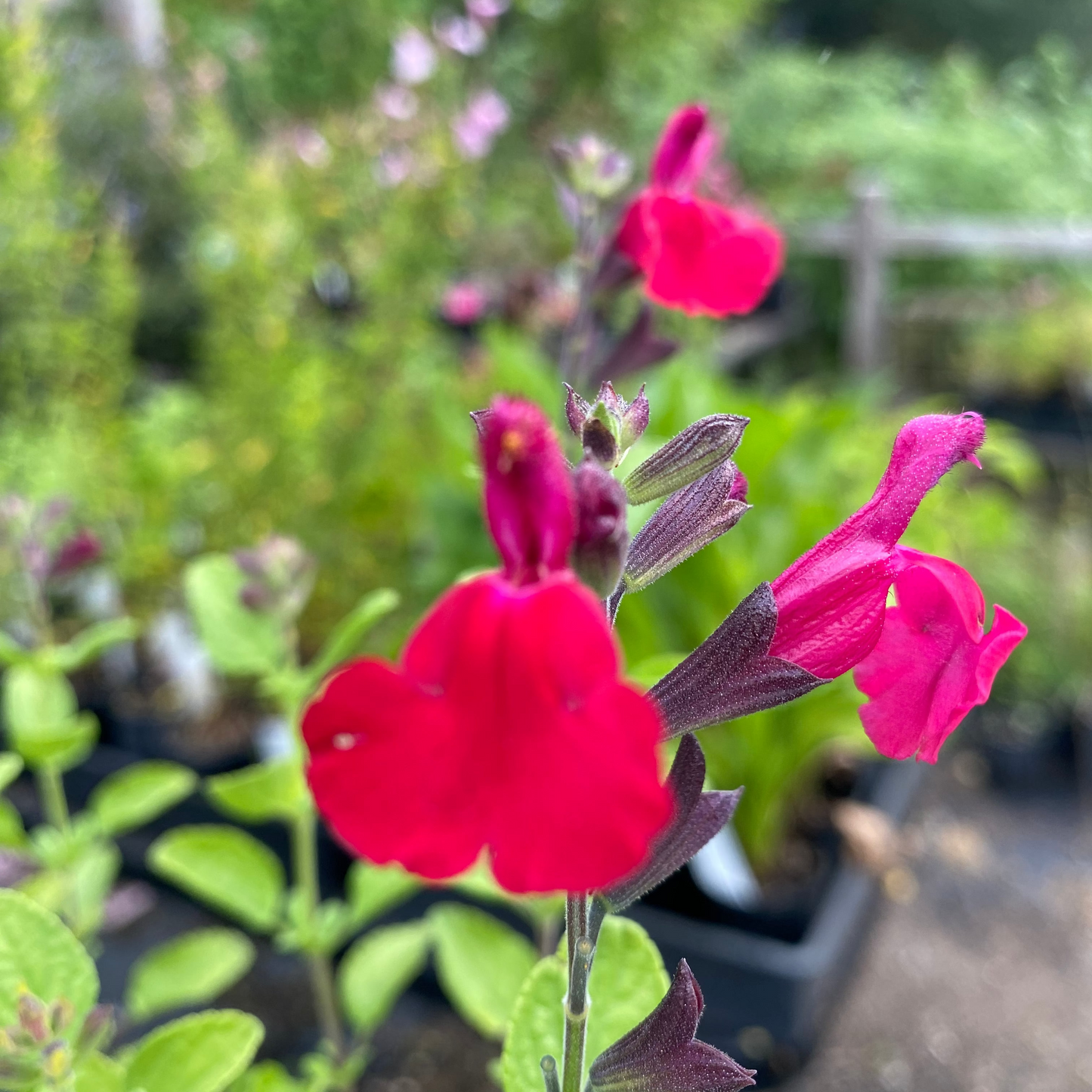 Salvia greggii 'Sierra Red'