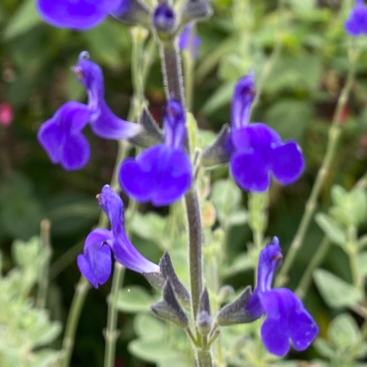 Salvia chamaedryoides